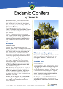 Endemic Conifers - Tasmania Parks and Wildlife