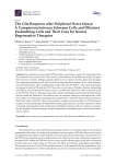 The Glia Response after Peripheral Nerve Injury: A Comparison