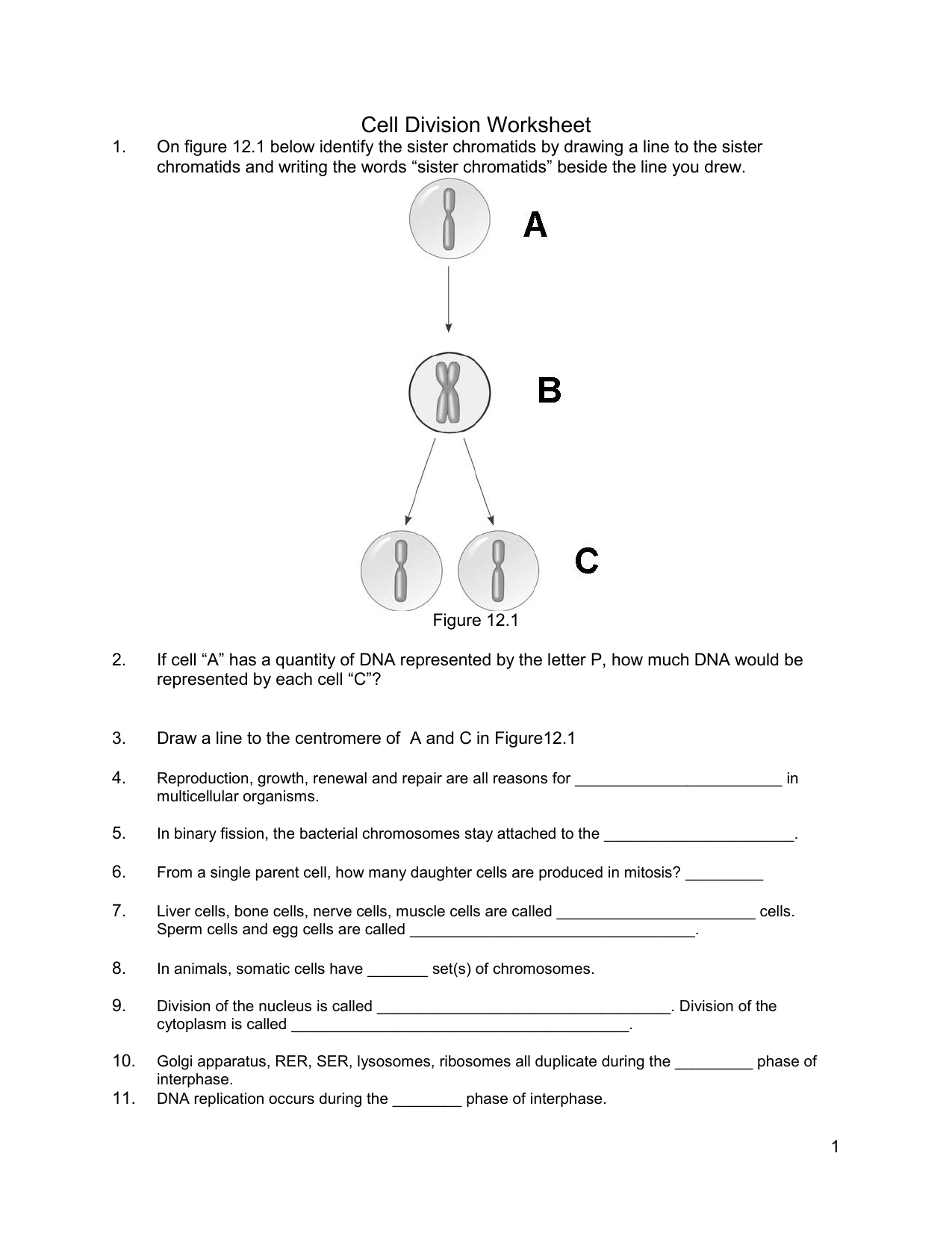 Cell Division Worksheet PDF Pertaining To Cell Cycle Worksheet Answer Key