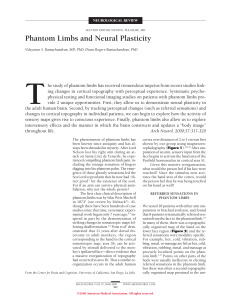Phantom Limbs and Neural Plasticity