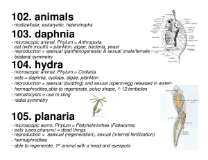 102. animals 103. daphnia 104. hydra 105. planaria