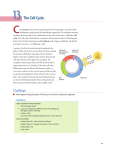 13 The Cell Cycle