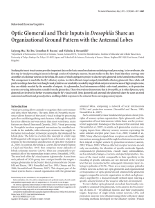 Optic Glomeruli and Their Inputs inDrosophilaShare an