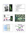 Mendelian Genetics