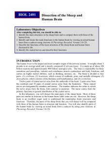 Dissection of The Human Brain