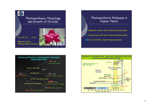 Photosynthesis, Physiology and Growth of Orchids