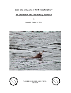 Seals and Sea Lions in the Columbia River: An Evaluation and