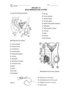 BIOLOGY 12 MALE REPRODUCTIVE SYSTEM