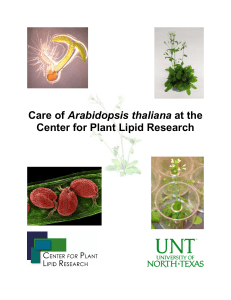 Arabidopsis manual