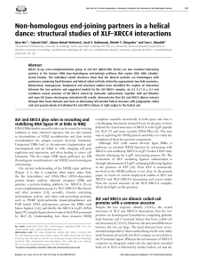 Non-homologous end-joining partners in a helical dance: structural