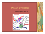 Protein Synthesis