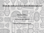 How do cells position their division plane?