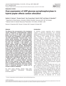 Over-expression of UDP-glucose pyrophosphorylase in hybrid