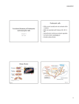 Functional Anatomy of Prokaryotic and Eukaryotic Cells Sp 2017