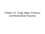 Chapter 12: Fungi, Algae, Protozoa, and Multicellular Parasites