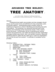 tree anatomy i - International Society of Arboriculture