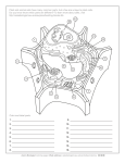Plant Cell Anatomy Activity - Coloring - Ask a Biologist