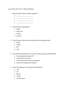 Cellular Respiration Worksheet and Answers