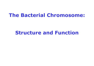 The Bacterial Chromosome: Structure and Function