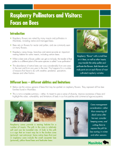 Raspberry Pollinators and Visitors: Focus on Bees