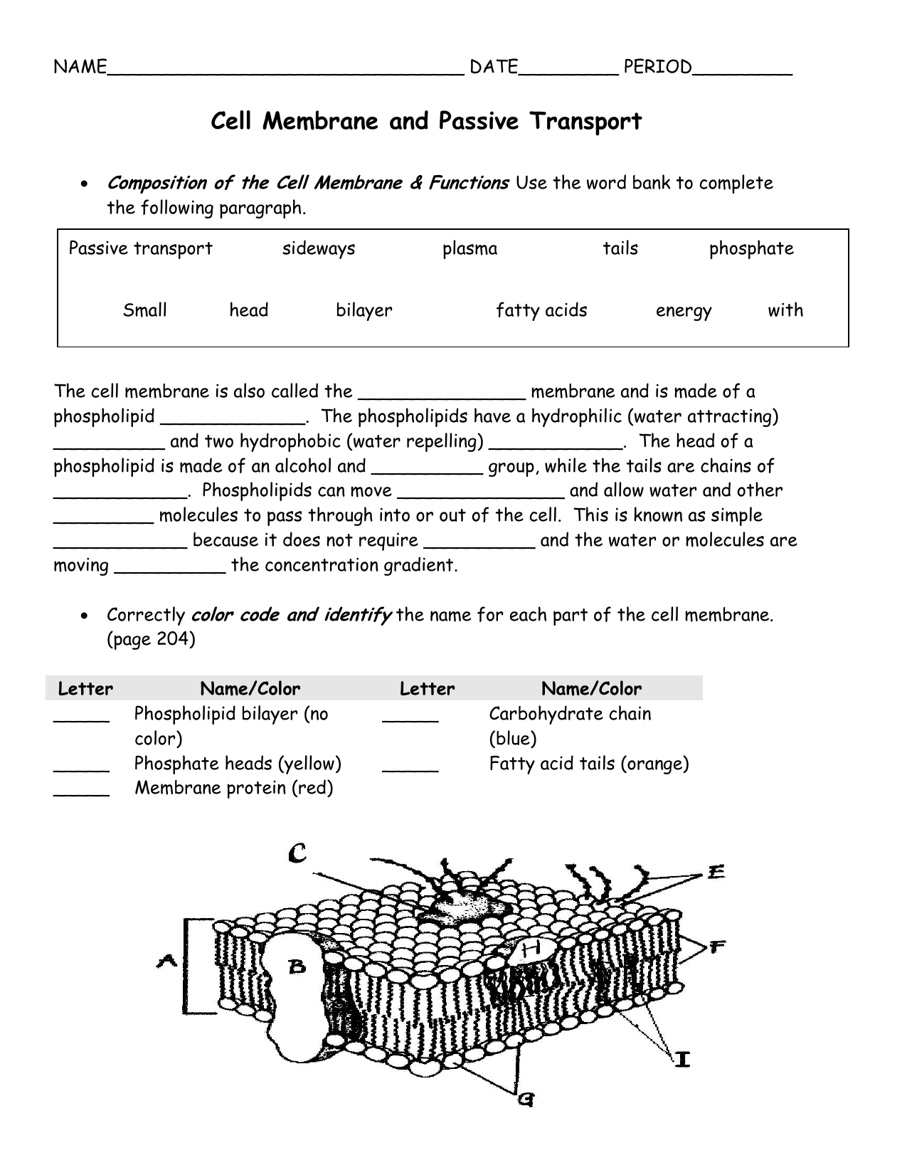 Cell Membrane and Passive Transport Throughout Cell Membrane Coloring Worksheet