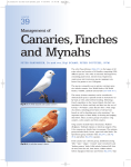 Management of Canaries,Finches and Mynahs