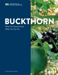 Buckthorn: What You Should Know, What You