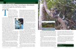 Conservation of the Fijian Crested Iguana (Brachylophus vitiensis