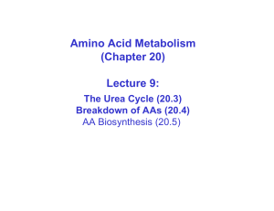 Amino Acid Metabolism (Chapter 20) Lecture 9: