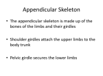 Appendicular Skeleton