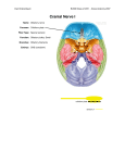 Cranial Nerves