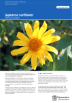 Japanese sunflower - Department of Agriculture and Fisheries