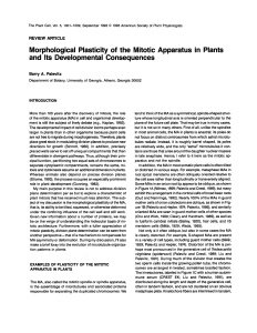 Morphological Plasticity of the Mitotic Apparatus in