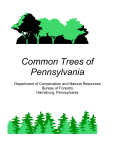 Common Trees of Pennsylvania