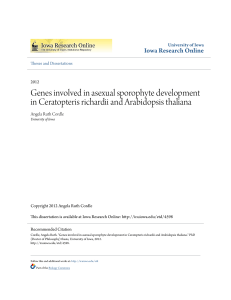 Genes involved in asexual sporophyte development in Ceratopteris