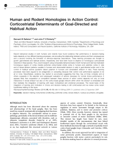 Human and Rodent Homologies in Action Control - Research