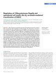 Regulation of Chlamydomonas flagella and ependymal cell motile