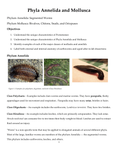 Phyla Annelida and Mollusca