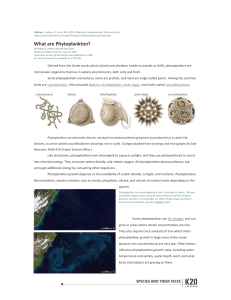 What are Phytoplankton?