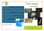 What is a food chain? - Teaching Through Nature