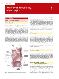 Anatomy and Physiology of the Larynx