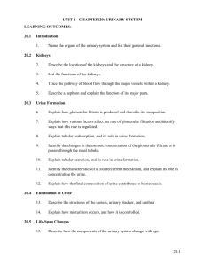 CHAPTER 20: URINARY SYSTEM