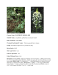 Xerophyllum asphodeloides - Wildlife Resources Division
