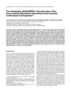 The Arabidopsis sku6-spiral1 gene encodes a plus end