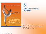 The Appendicular Skeleton