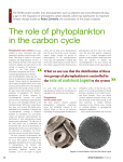 The role of phytoplankton in the carbon cycle