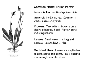 Scientific Name: Plantago lanceolata