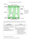 B4 Leaves and photosynthesis