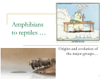 Origins of reptiles