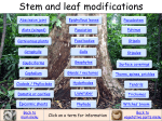 Stem and leaf modifications